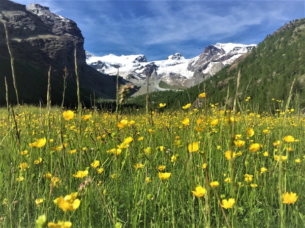 Et fargesprakende felt av gule villblomster blomstrer på en grønn alpin eng, med snødekte fjelltopper og breer som hever seg mot en blå himmel i bakgrunnen.