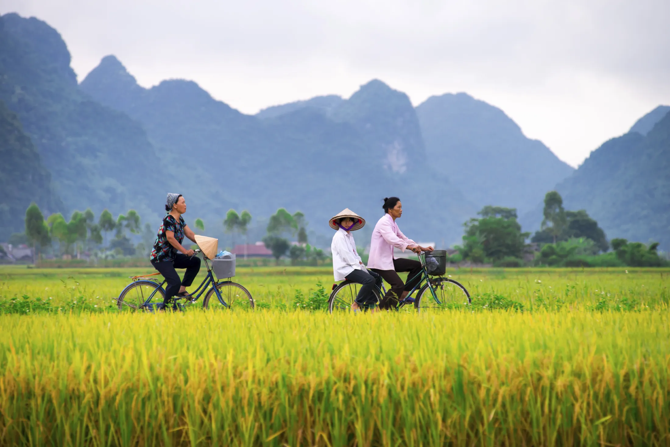 Lokale folk i Vietnam sykler gjennom risenger.