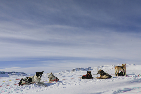 Et hundespann med fem trekkhunder hviler på rekke over et vidstrakt, snødekt fjellplatå under en lyseblå himmel.