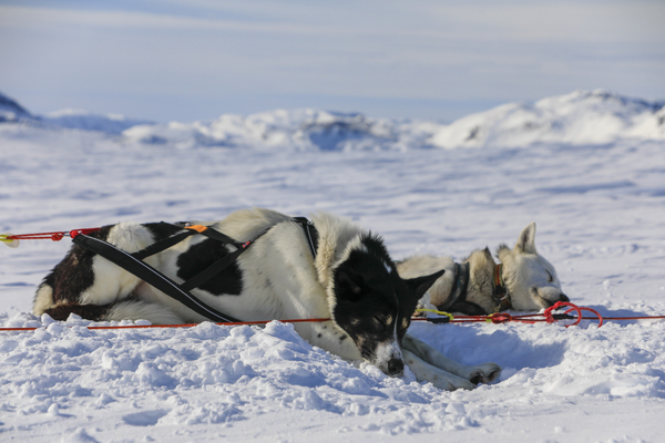 To trekkhunder i sele ligger og sover i den dype snøen, med snødekte fjell uskarpe i bakgrunnen.