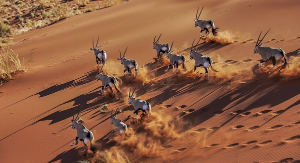 Antilope flokk løpende i den rød sanden i Namib-ørkenen.