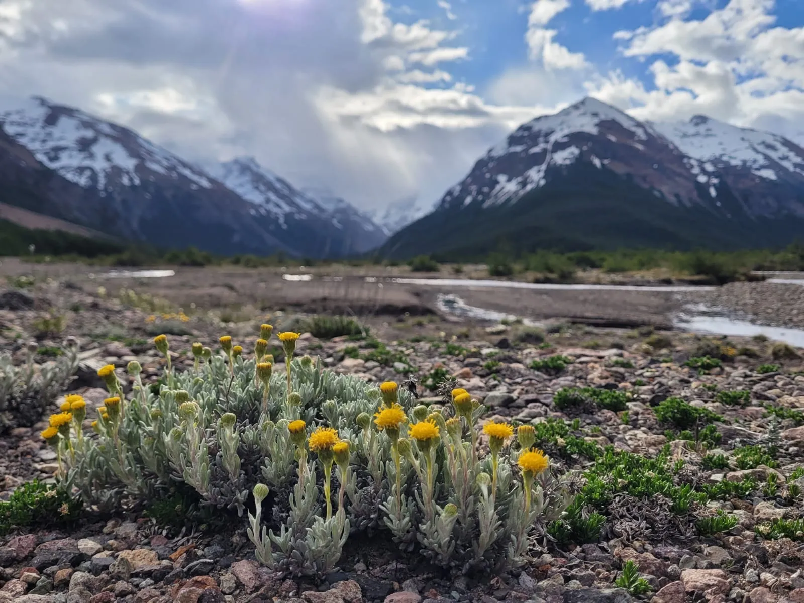 Små gule markblomster i forgrunnen med en bred dal og snødekte fjell i bakgrunnen under en skyet himmel.