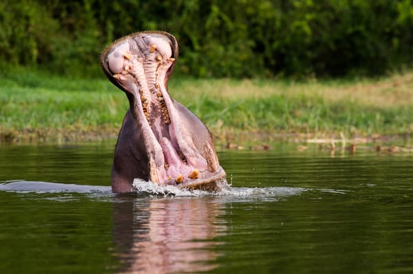 En flodhest dukker opp av vannet med vidåpen munn.
