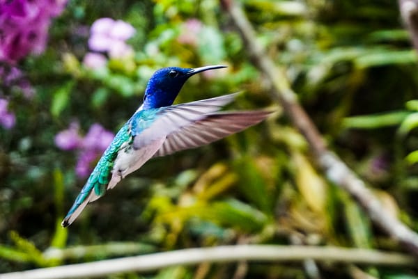 En fargesprakende kolibri med mørkeblått hode og grønn rygg svever i luften mot en uskarp bakgrunn av hageplanter.