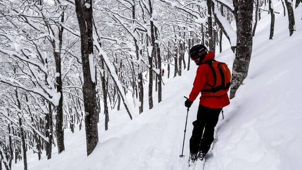 Skikjører i rød jakke, står i en snødekt skog mellom gråbrune trestammer.