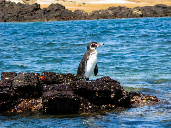 En galapagospingvin står på en mørk vulkansk stein omkranset av klart, blått havvann.