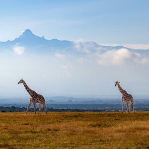 Afrika
