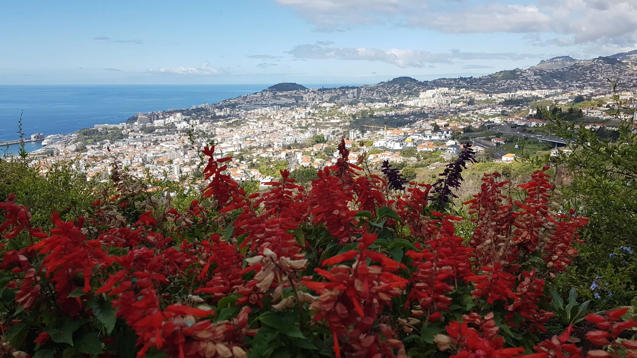 Utsikt over en kystby med røde blomster i forgrunnen og havet i bakgrunnen.