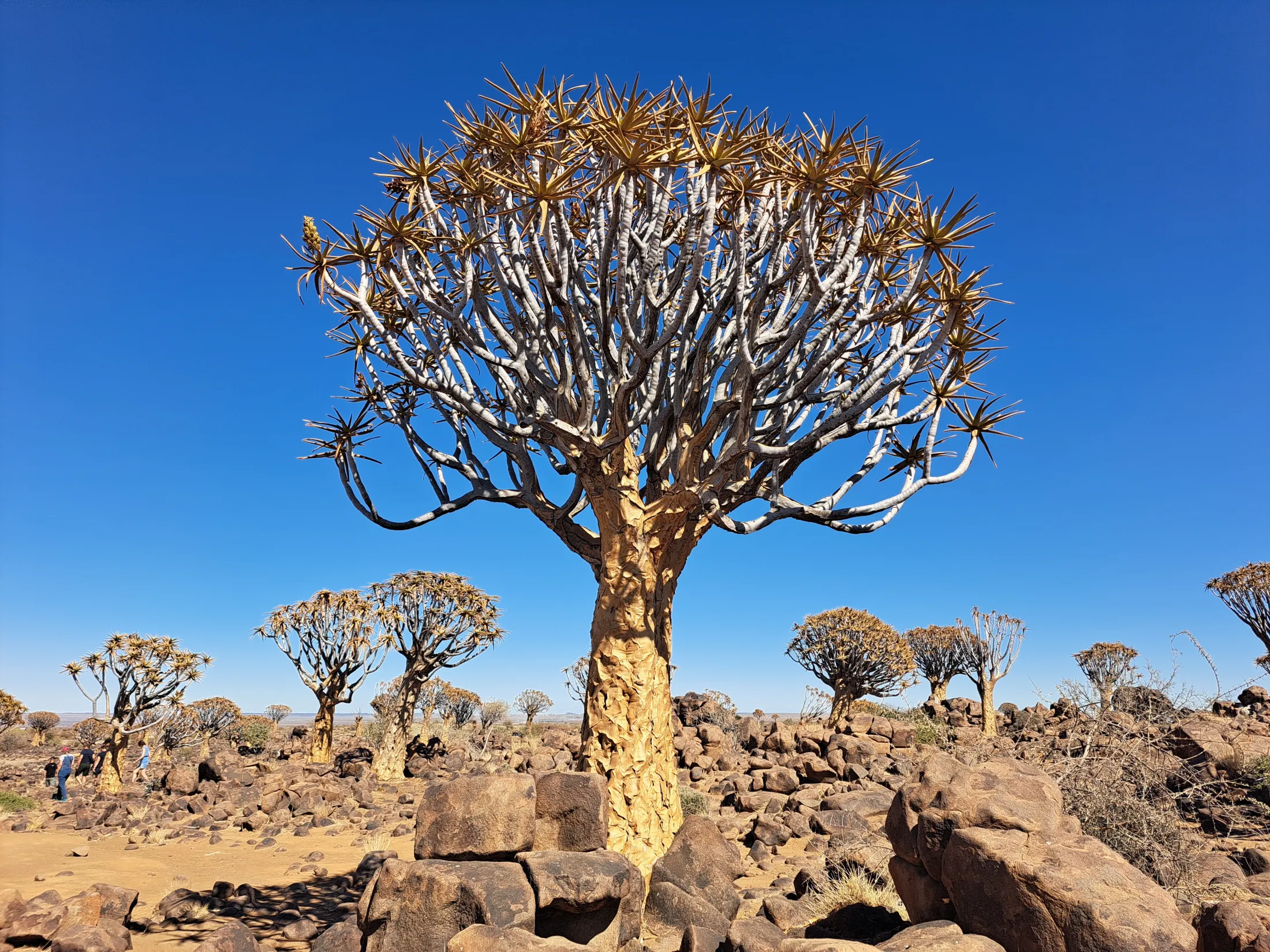 Quivertrees i et tørt landskap og skyfri himmel.