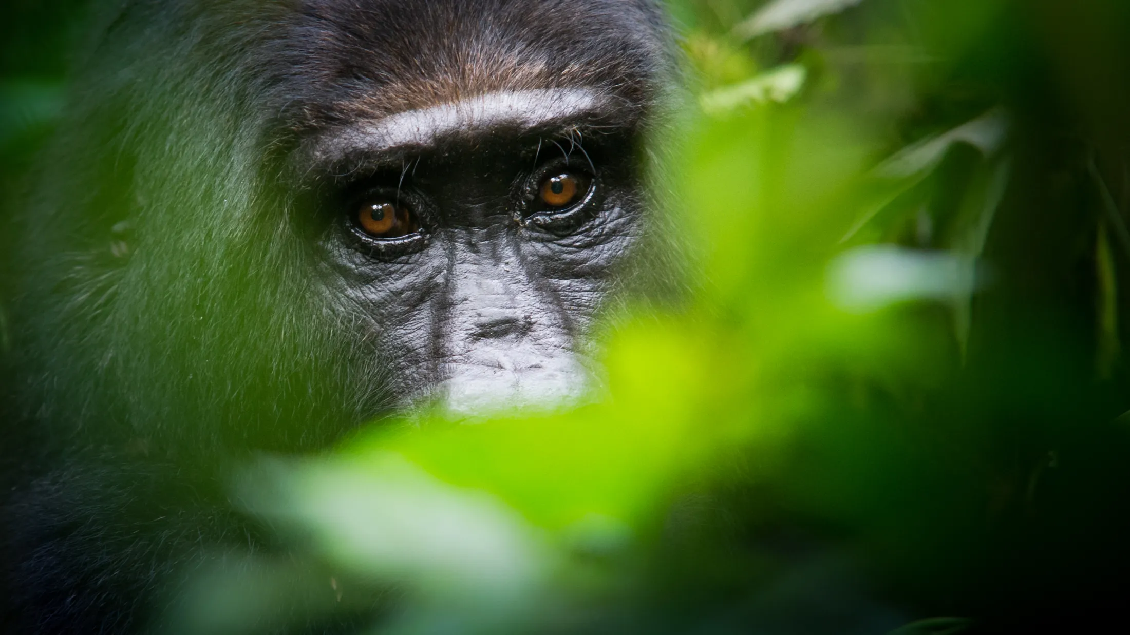Nærbilde av en gorilla som gjemmer seg bak grønt løvverk.