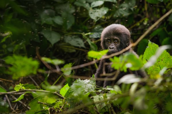 En gorillababy titter fram gjennom den tette, grønne jungelvegetasjonen.