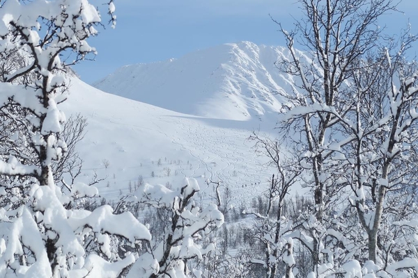 Snødekt fjelltopp sett gjennom snøtyngede trær under en klar himmel.