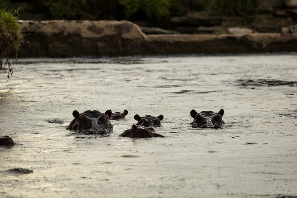Flodhester i vannet
