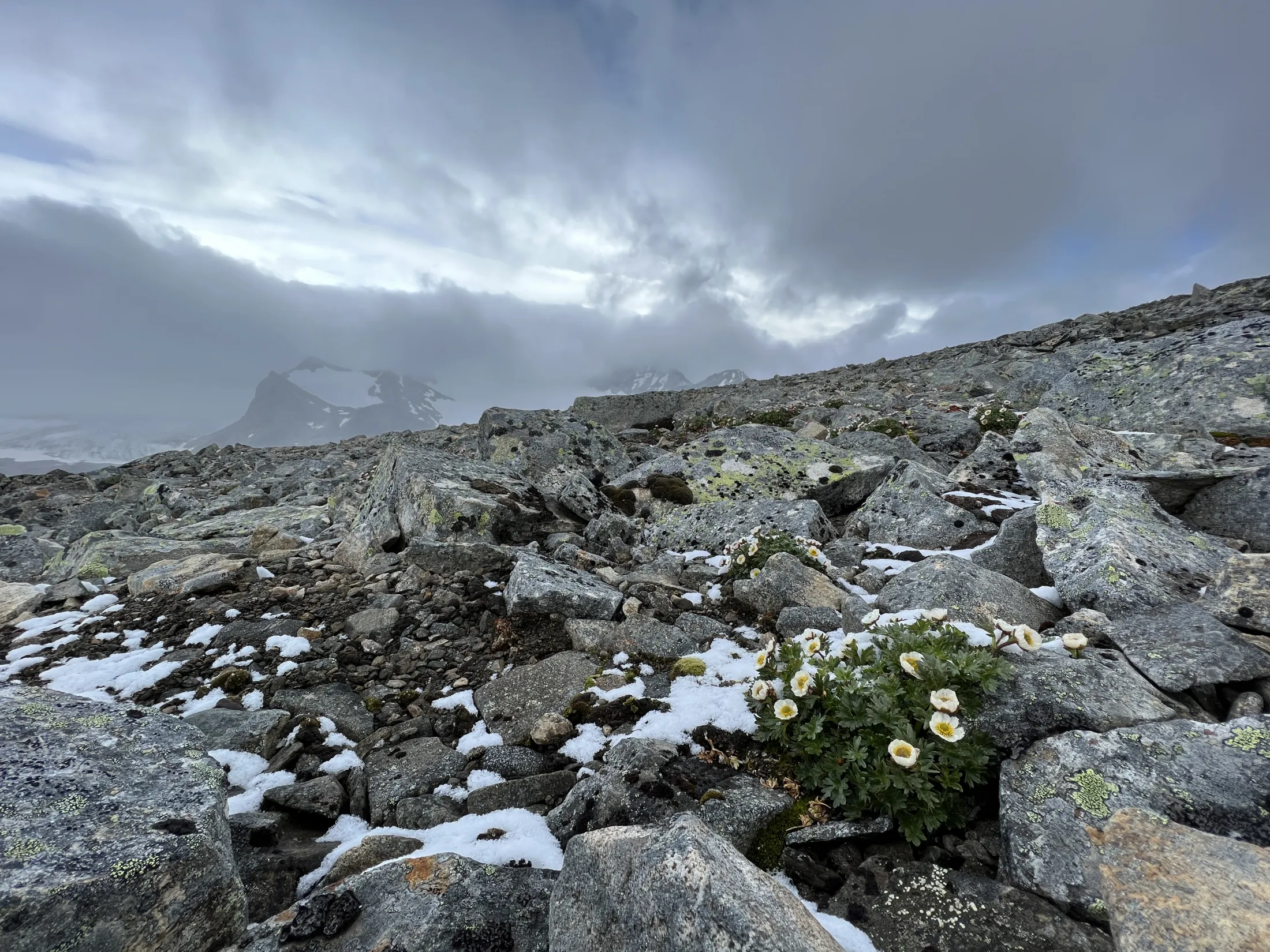 En steinete fjellside med flekker av snø og en liten klynge hvite fjellblomster under en overskyet himmel.