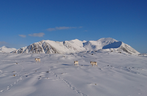 Rein på et snølandskap med fjell i bakgrunnen.