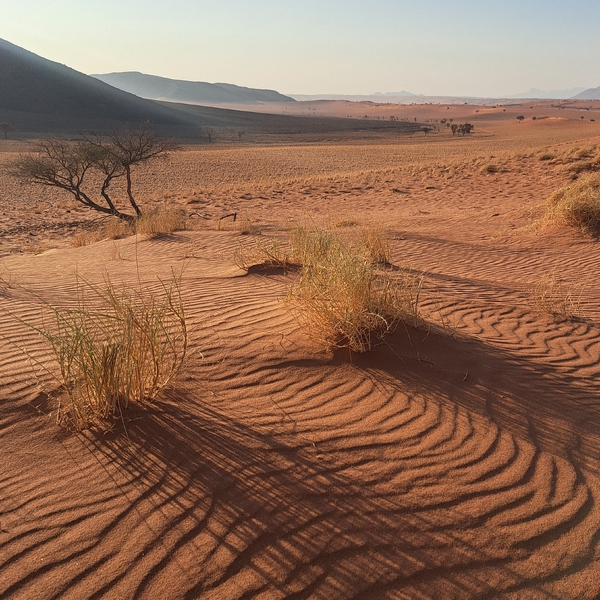 Namib-ørkenen med solnedgangsskygger av små gresstuster.