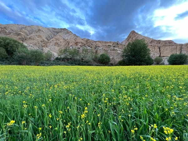 En fargerik åker med grønne vekster og gule villblomster står i full blomst i en dal ved foten av bratte, steinete fjell under en dramatisk, skyet himmel.