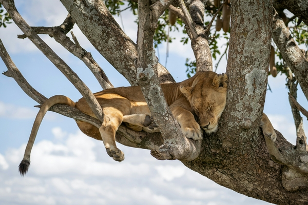 Løve sover i treet