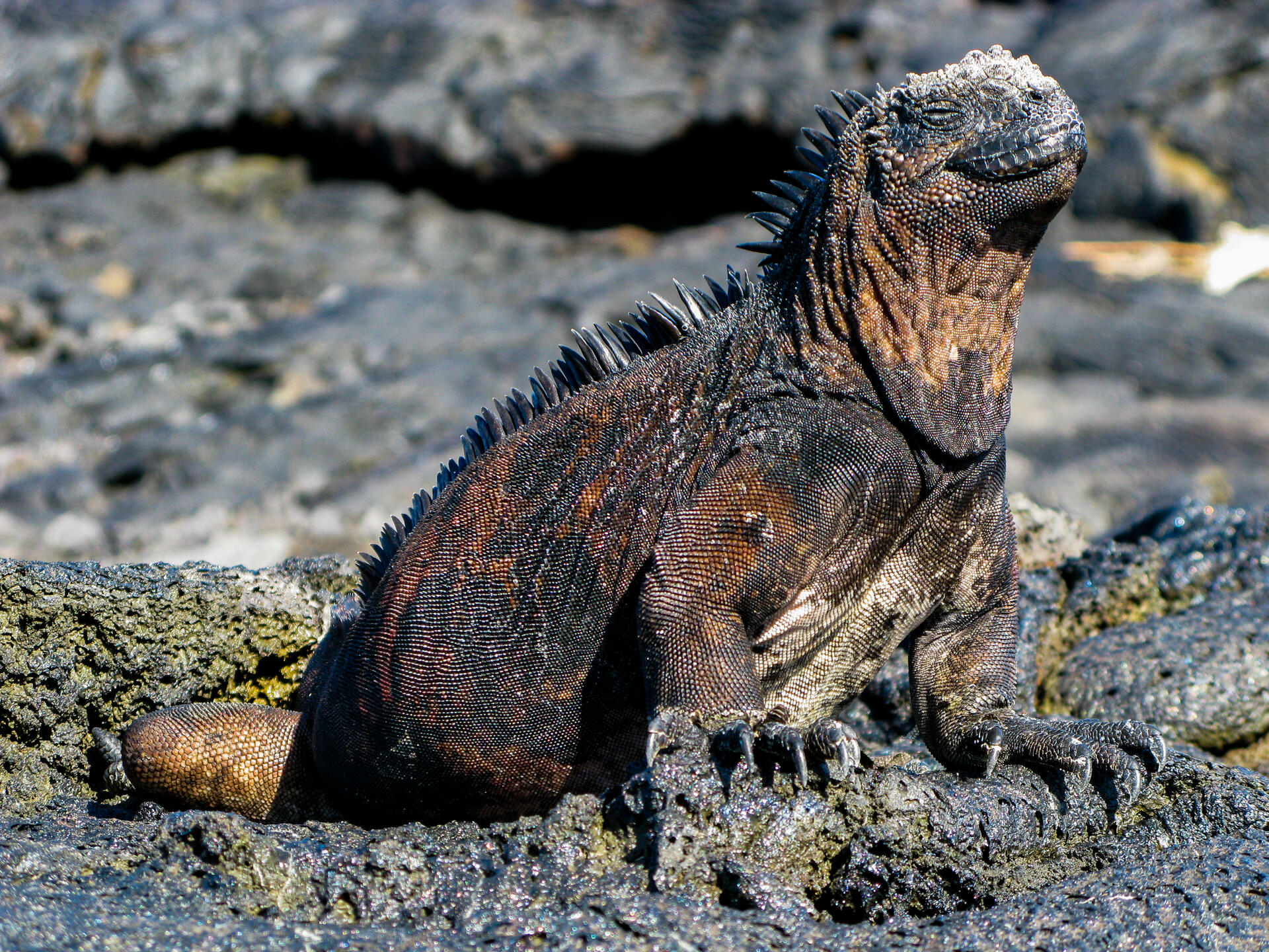 EcuadorGalapagos-2008@MagnusHendis (37)