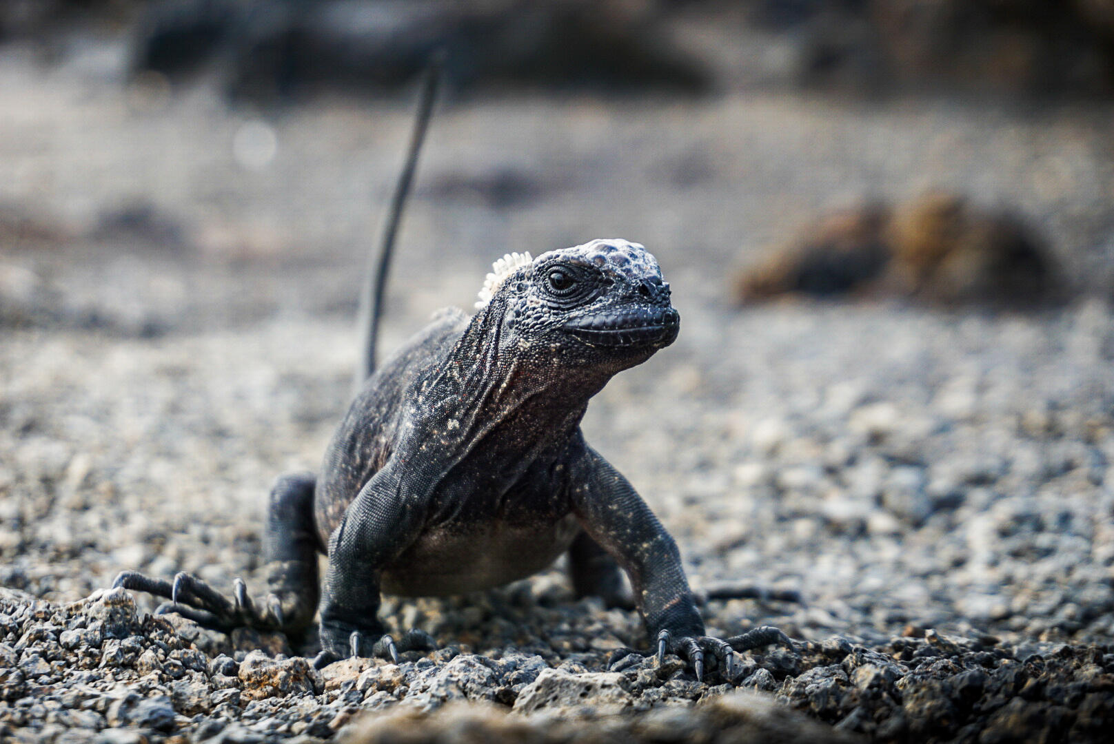 EcuadorGalapagos-2018@RasmusRamstad (59)