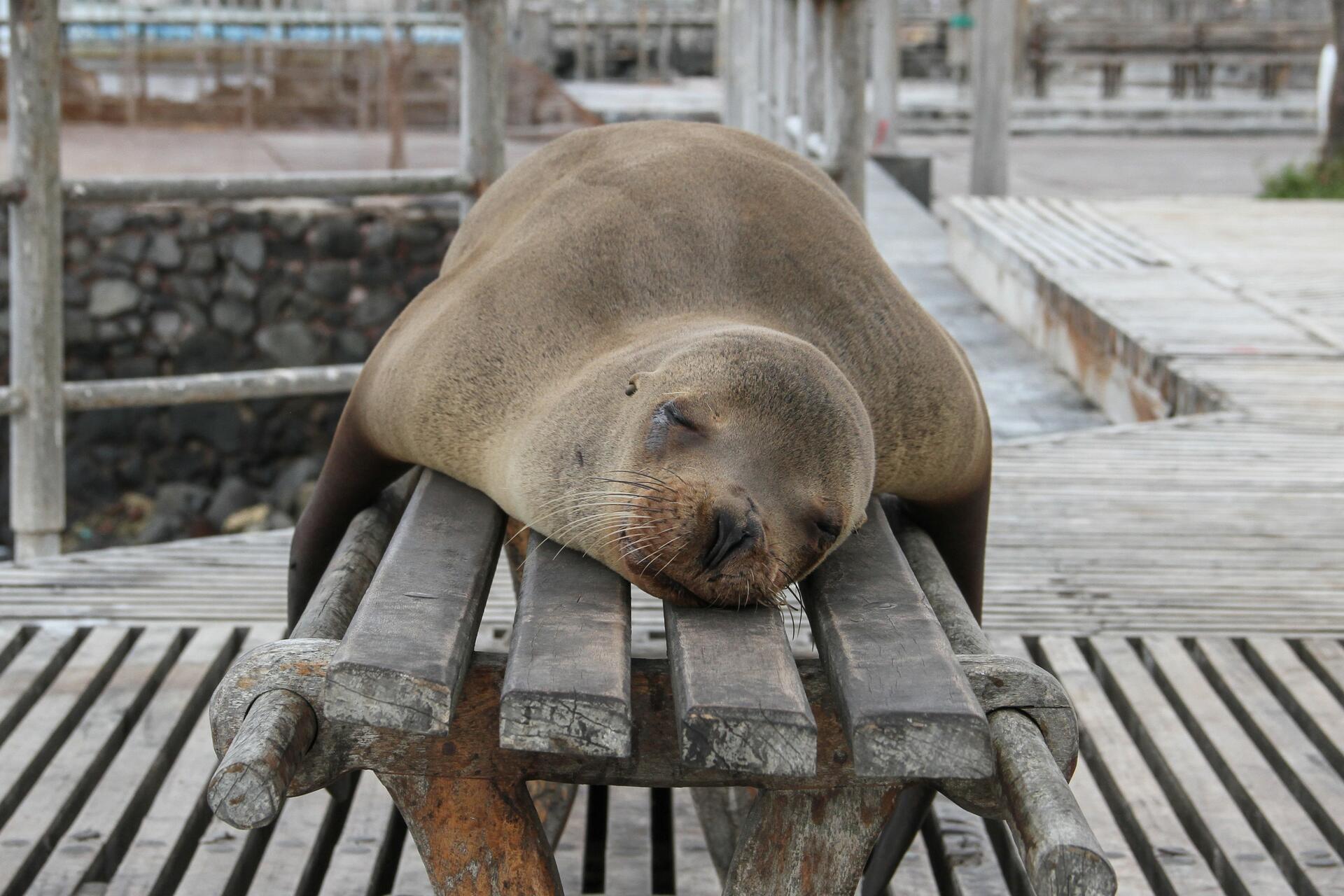 EcuadorGalapagos-2019@AnnElinNorddal (23)
