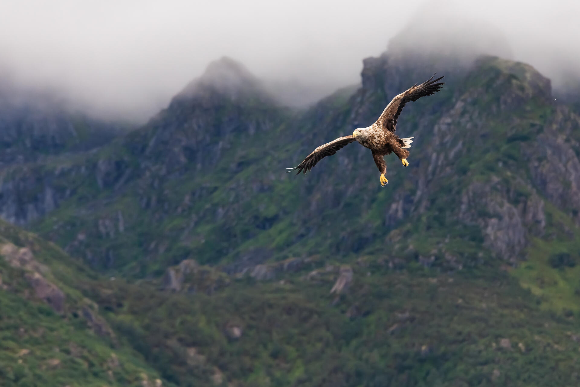 Sea eagle in front of fjord landscape