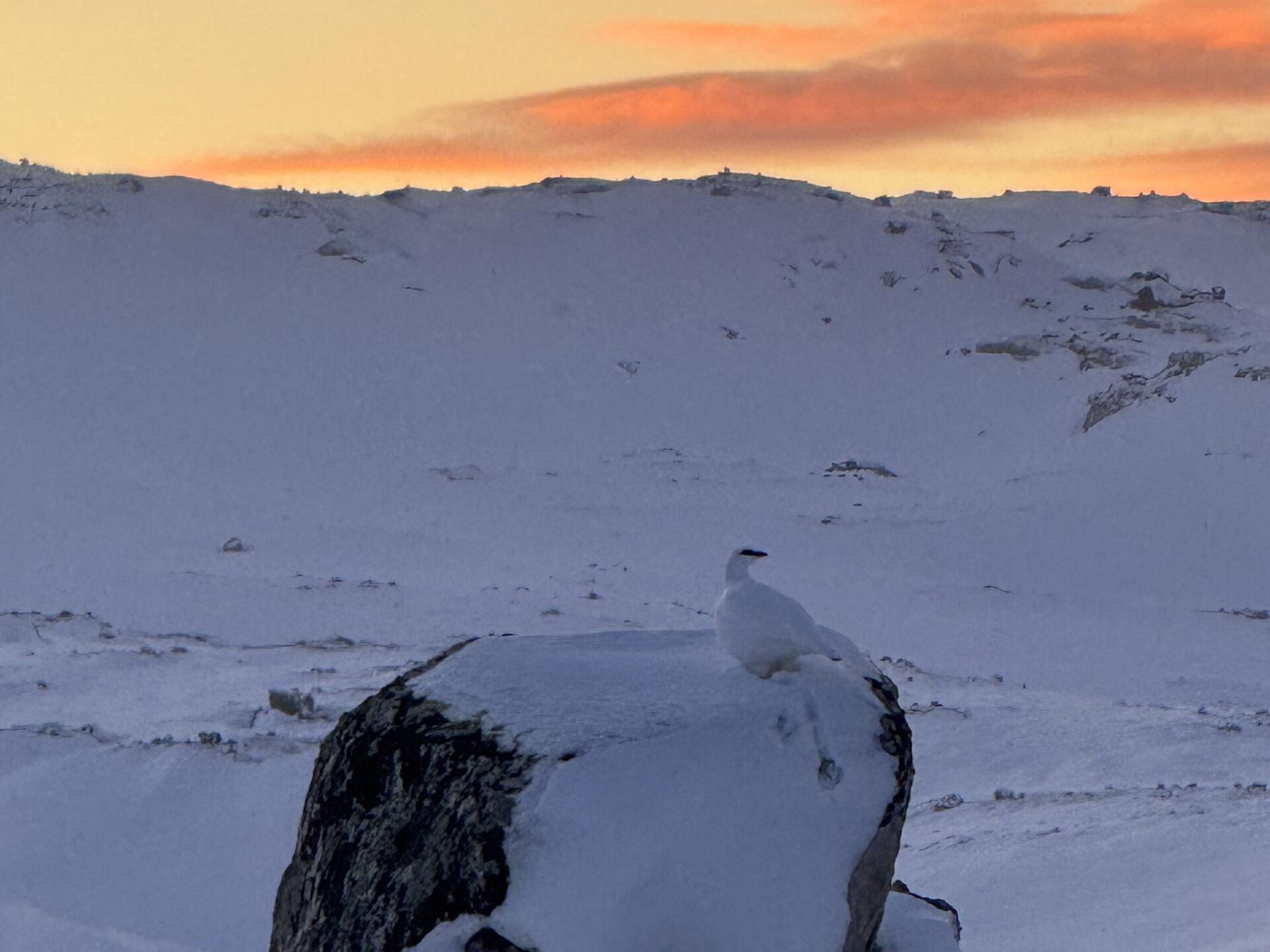 Hardangervidda på langs 4@Jørgen Brøto Torland