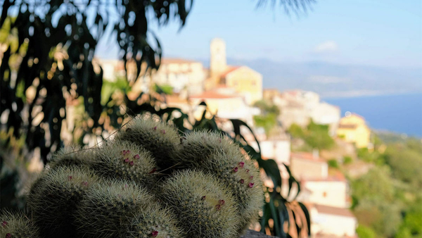 Blomster med landsby i bakgrunnen