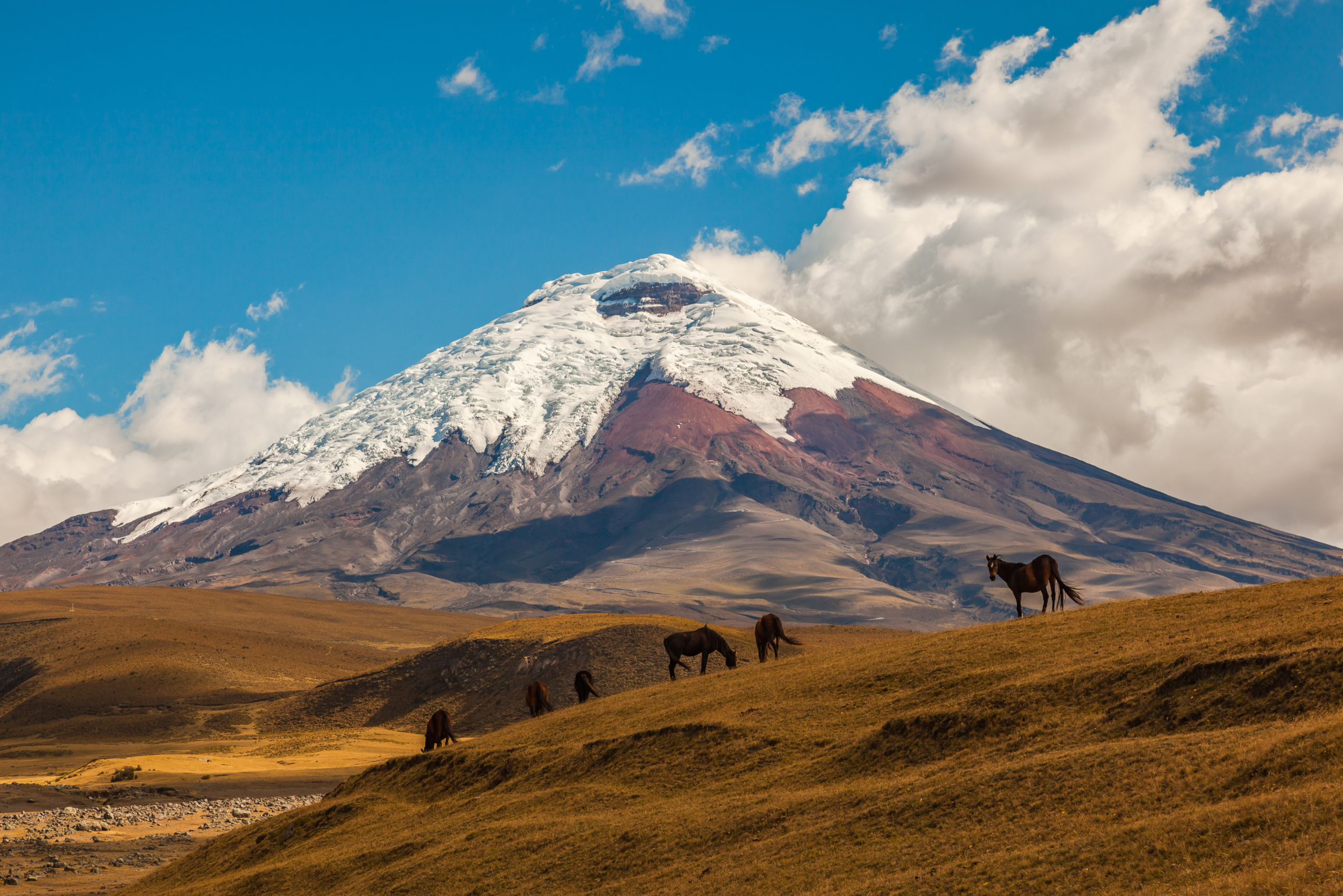 Fjellet Cotopaxi i Ecuador med blå himmel og hester i forgrunn