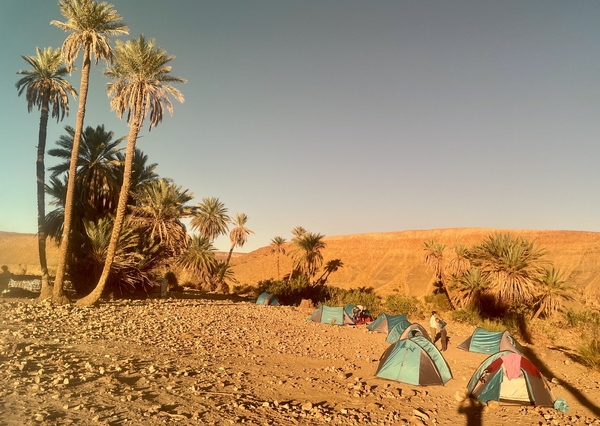 Telt i ørkenen rundt palmetrær