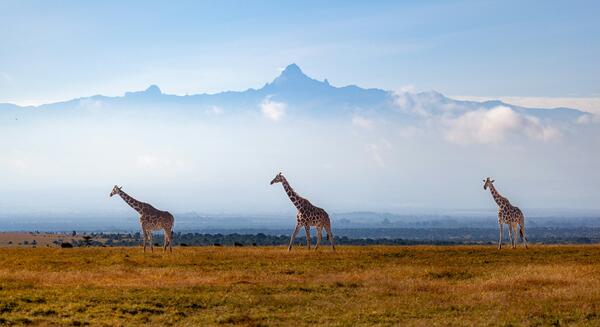 Mount Kenya - Point Lenana (4985m)