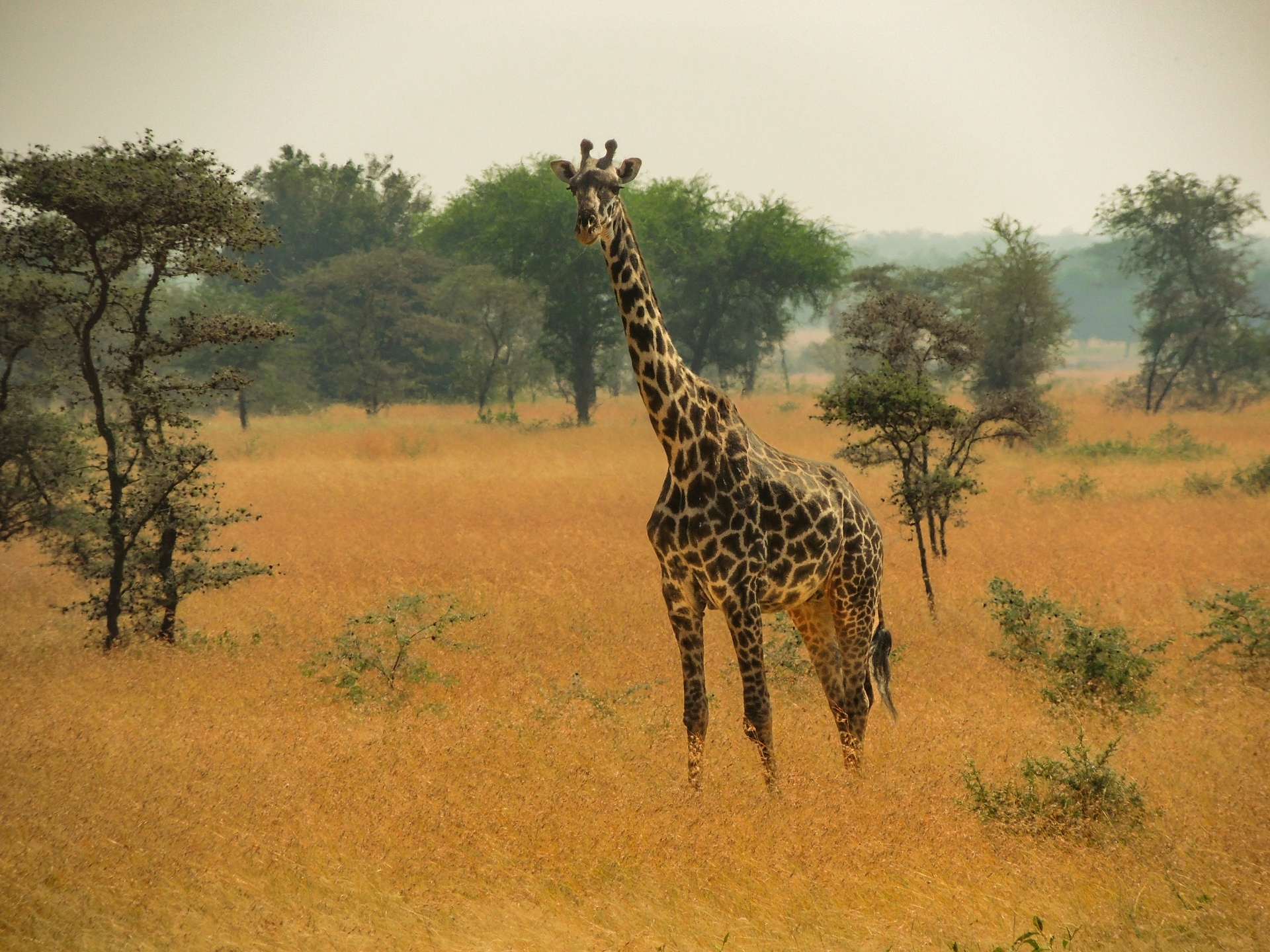 shashank-maggirwar-2HJ0rGxG_4g-unsplash