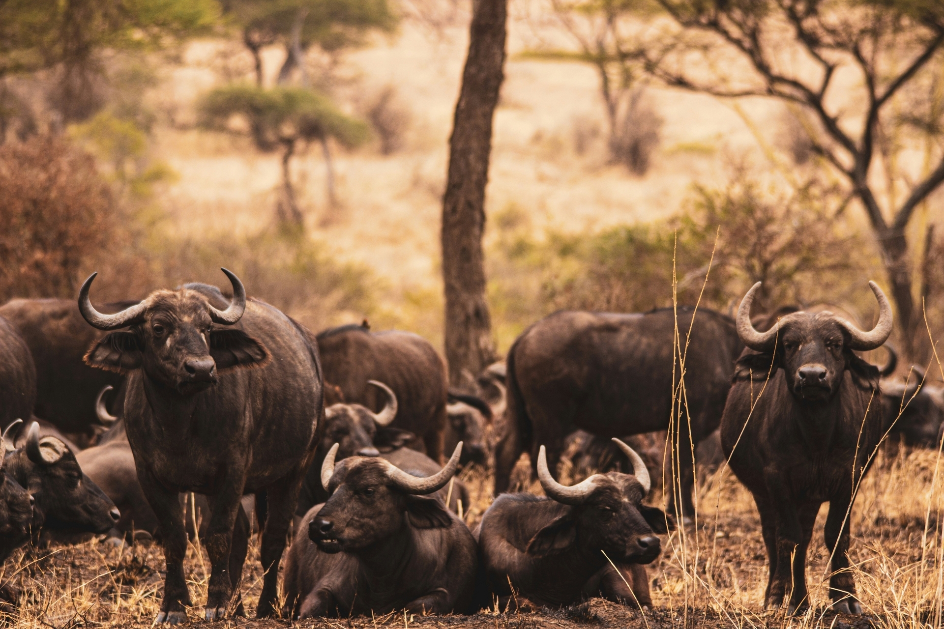 Tanzania-2026@ denice-alex-unsplash