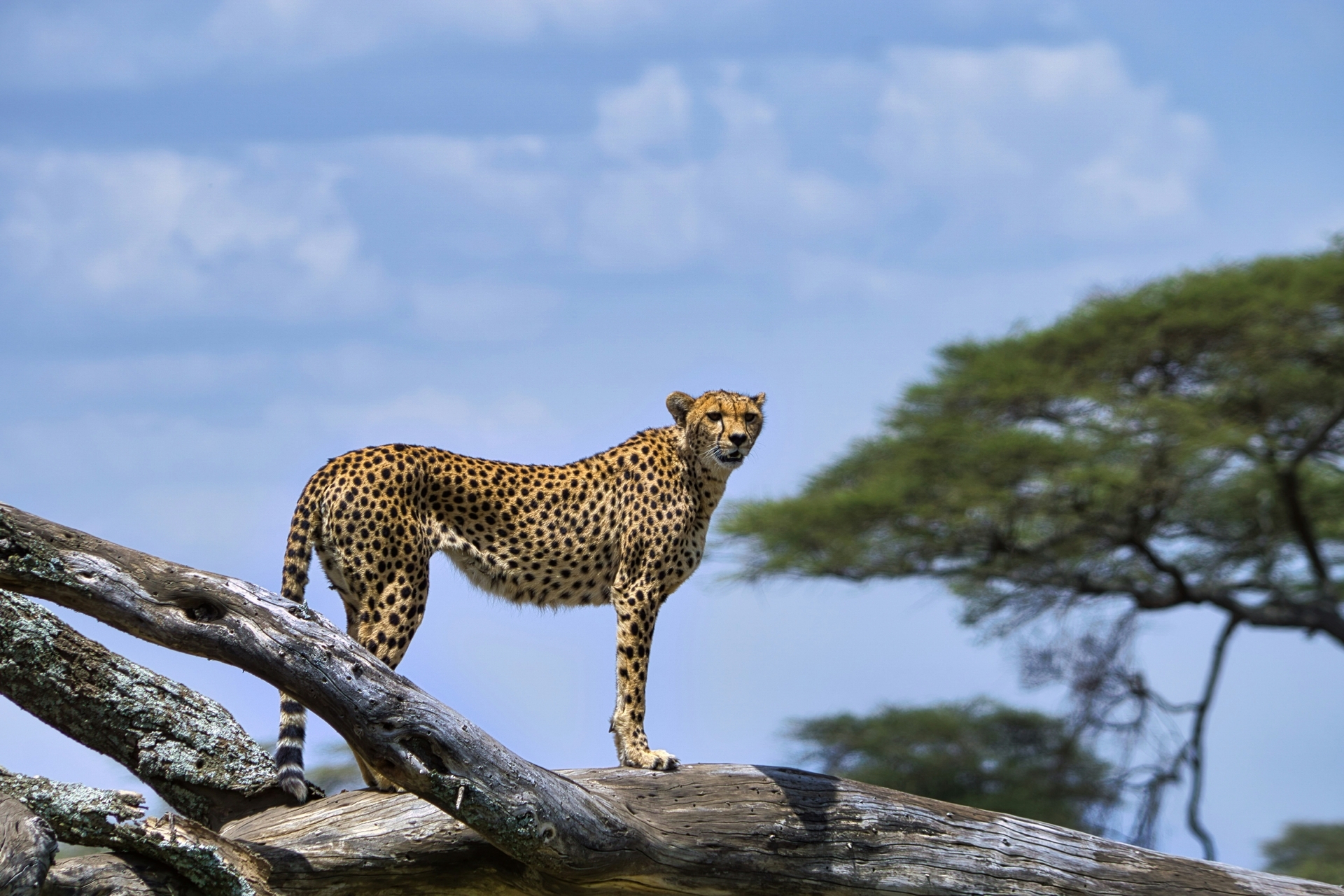 Tanzania-2026@ partha-narasimhan-unsplash