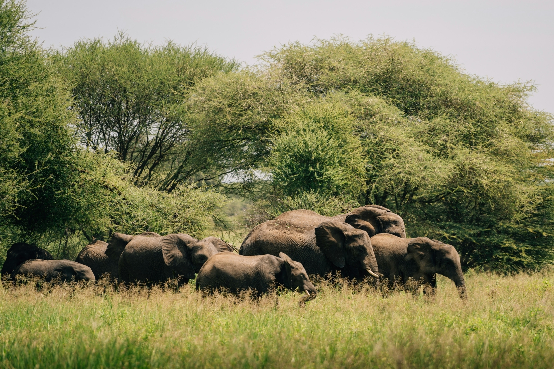 Tanzania-2026@peter-thomas-unsplash