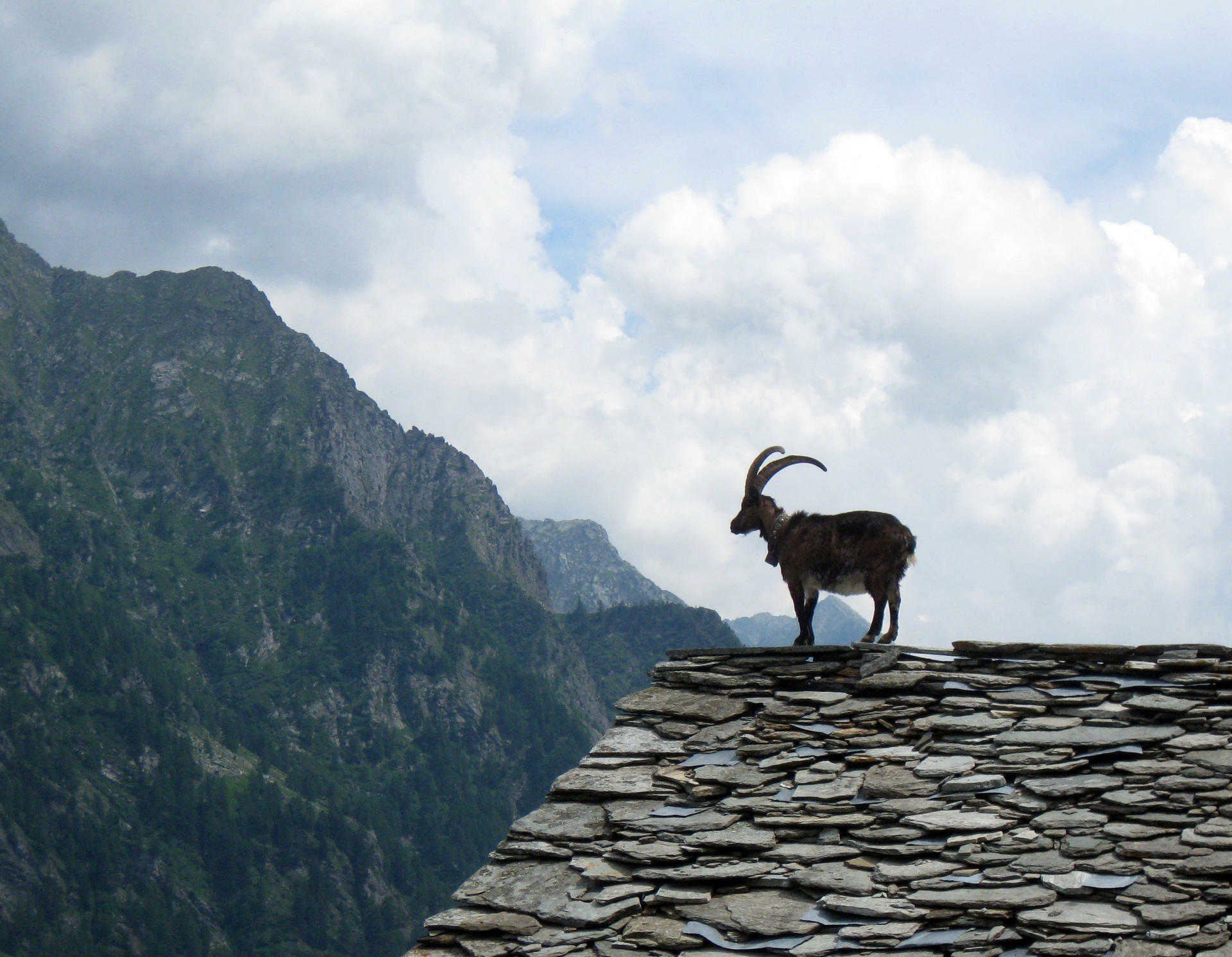 MonteRosa-2017@HanneHollås (6)