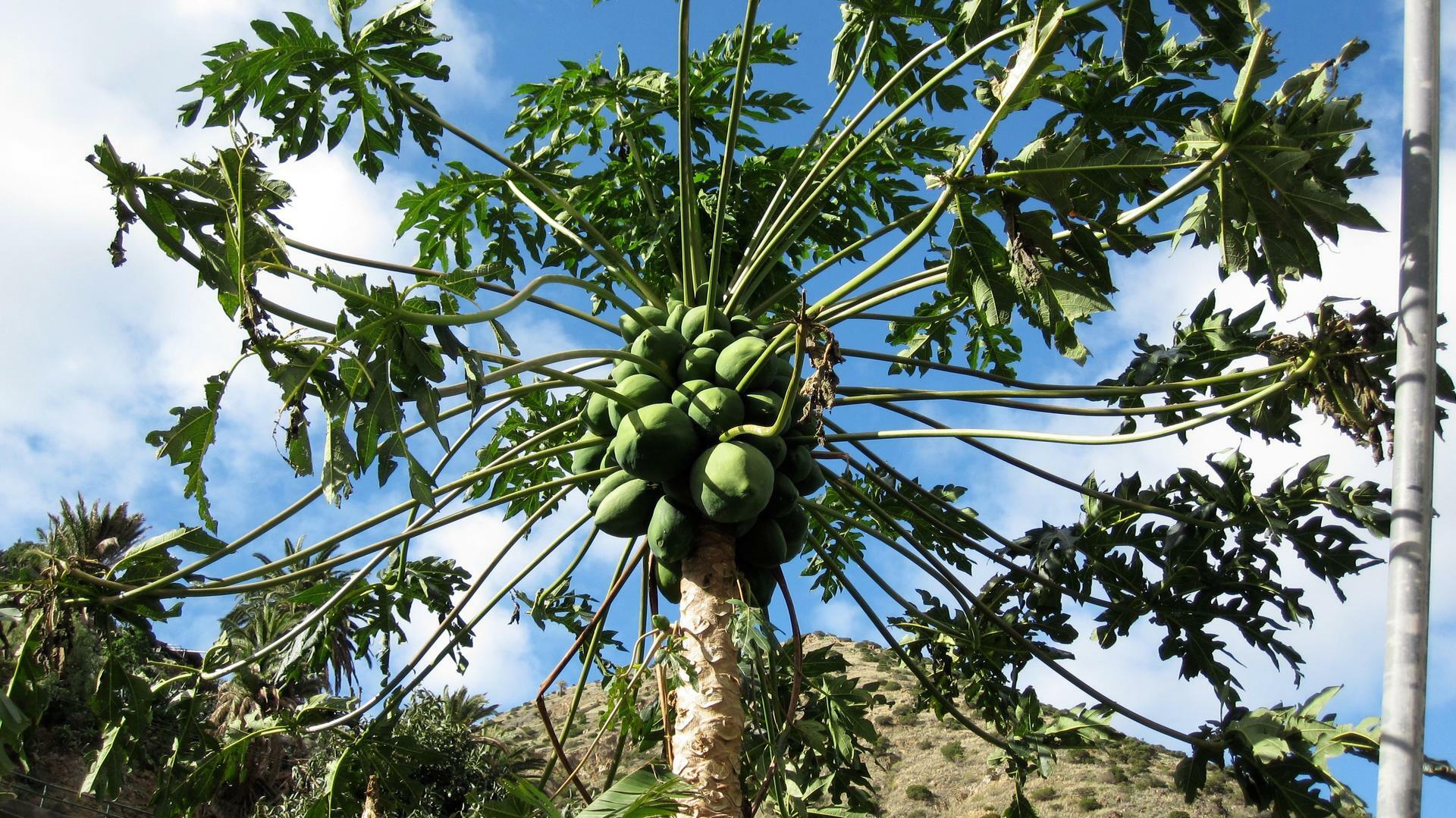 LaGomera-2020@S-Cape (2)