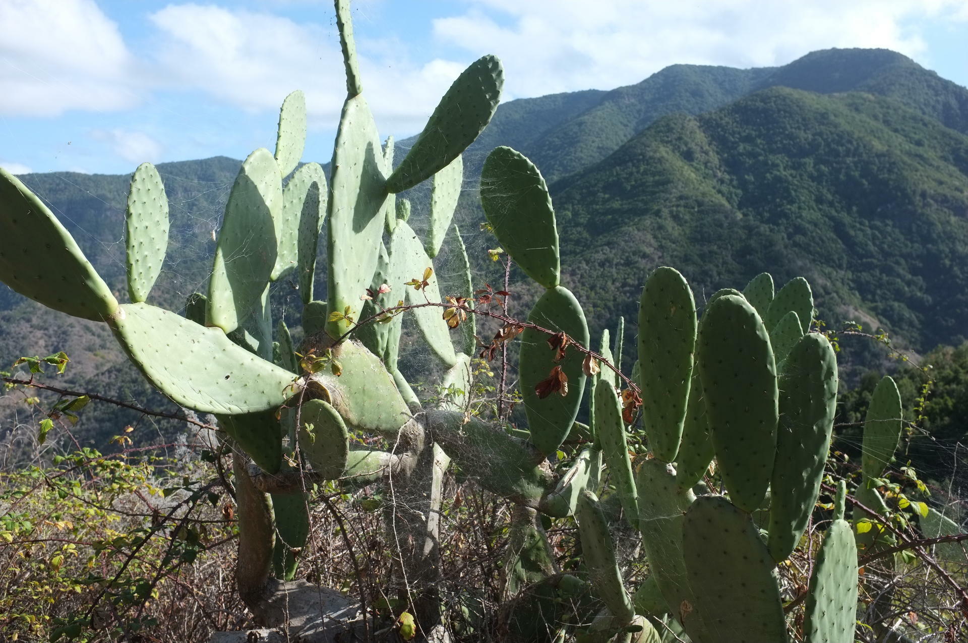 LaGomera-2021@SveinValheim (26)