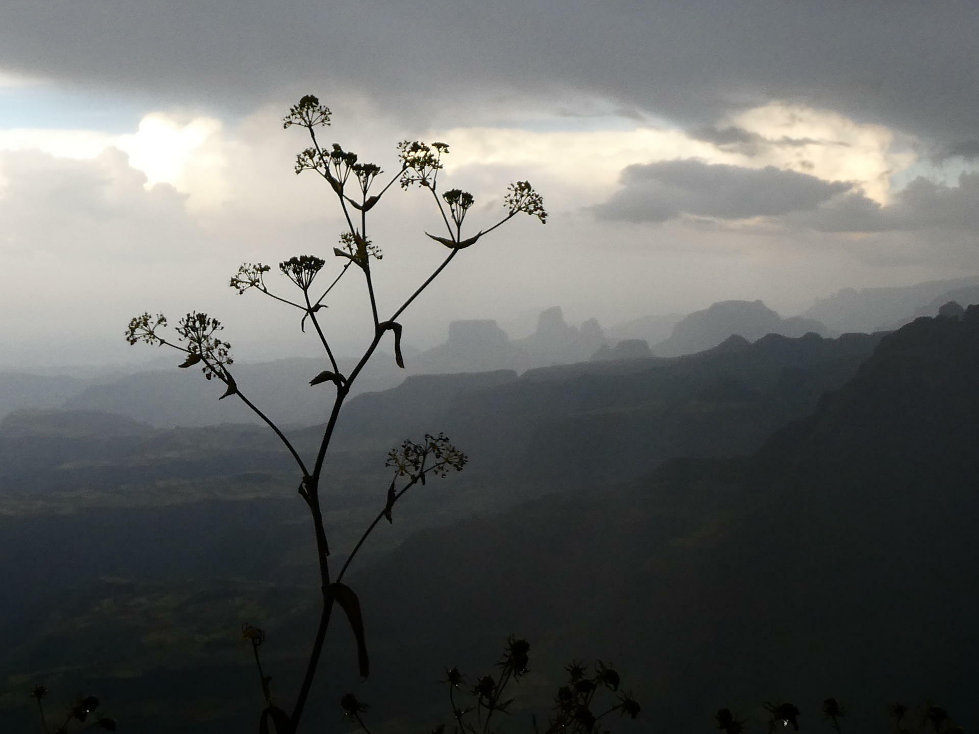Hanne Hollås - 2019 - Fottur i Simienfjellene (2)