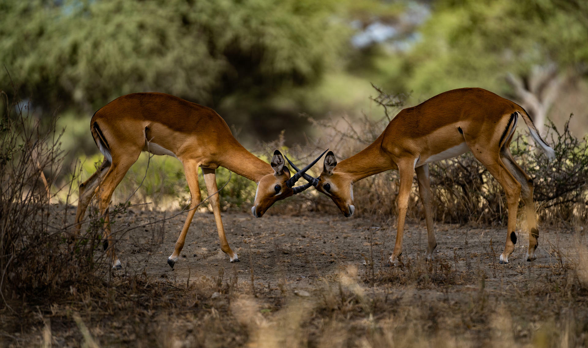 Kilimanjaro-2022@larspetterjonassen(7)