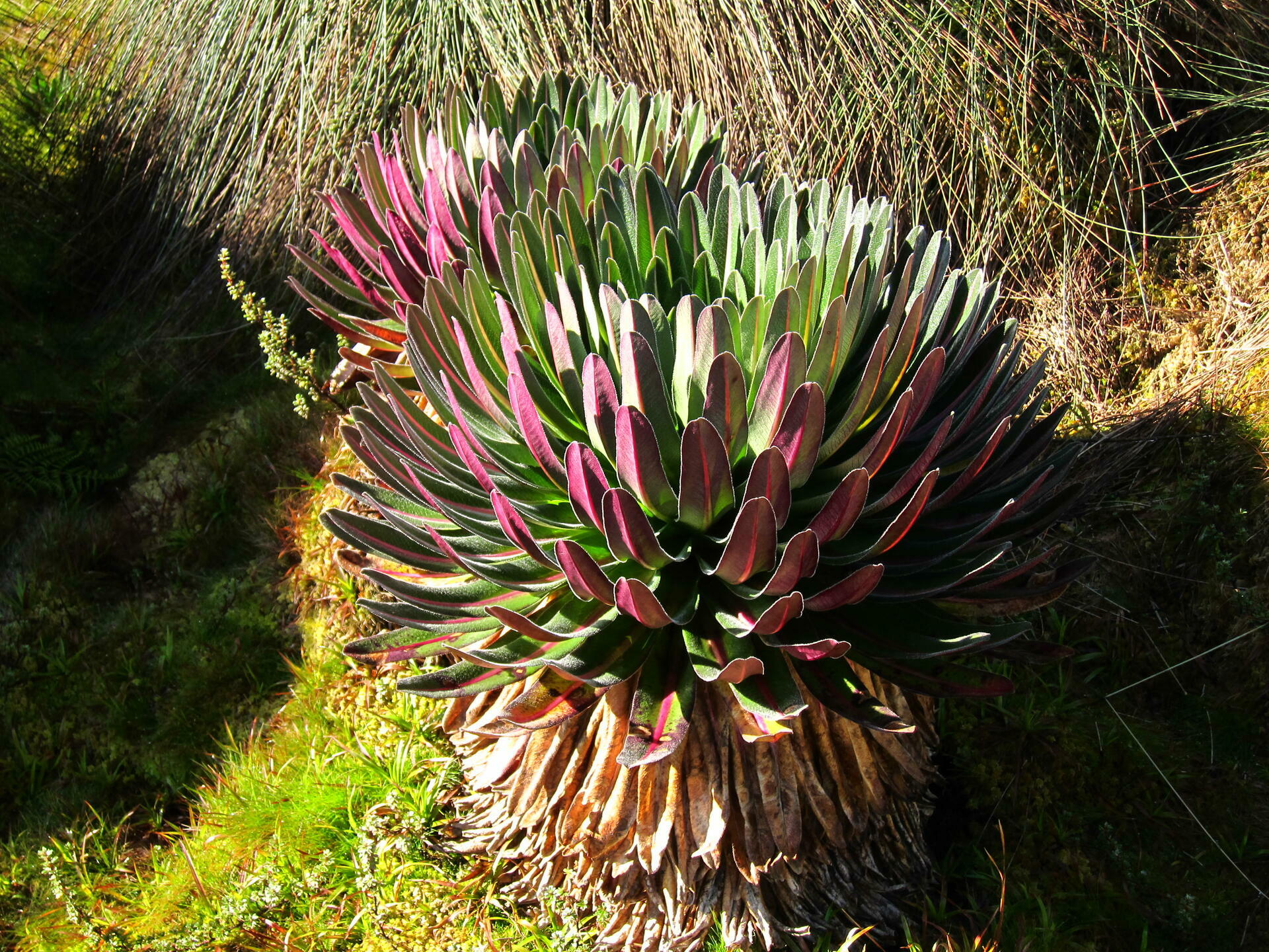 Rwenzori-2011@Magnus Hendis (152)