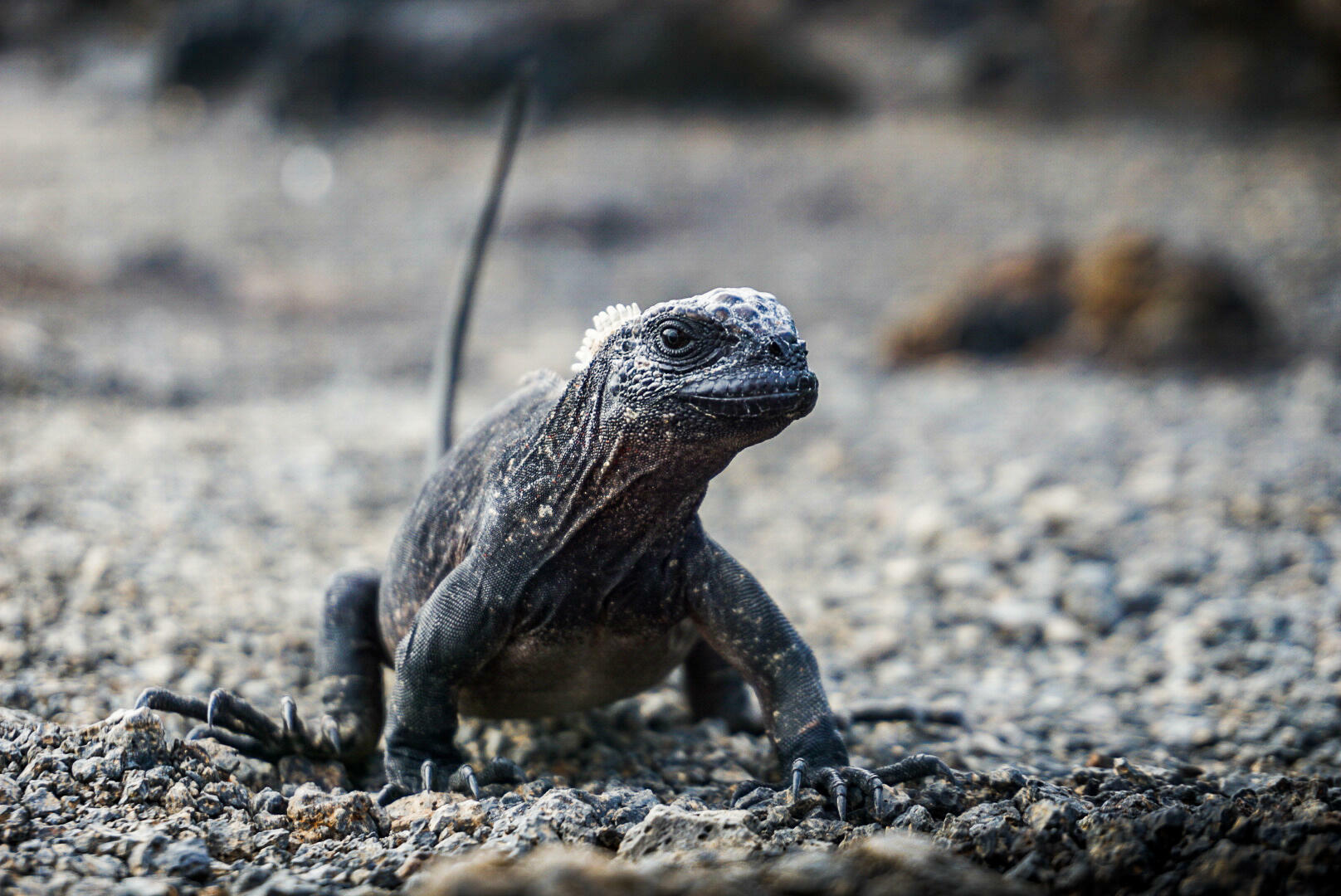 EcuadorGalapagos-2018@RasmusRamstad (59)