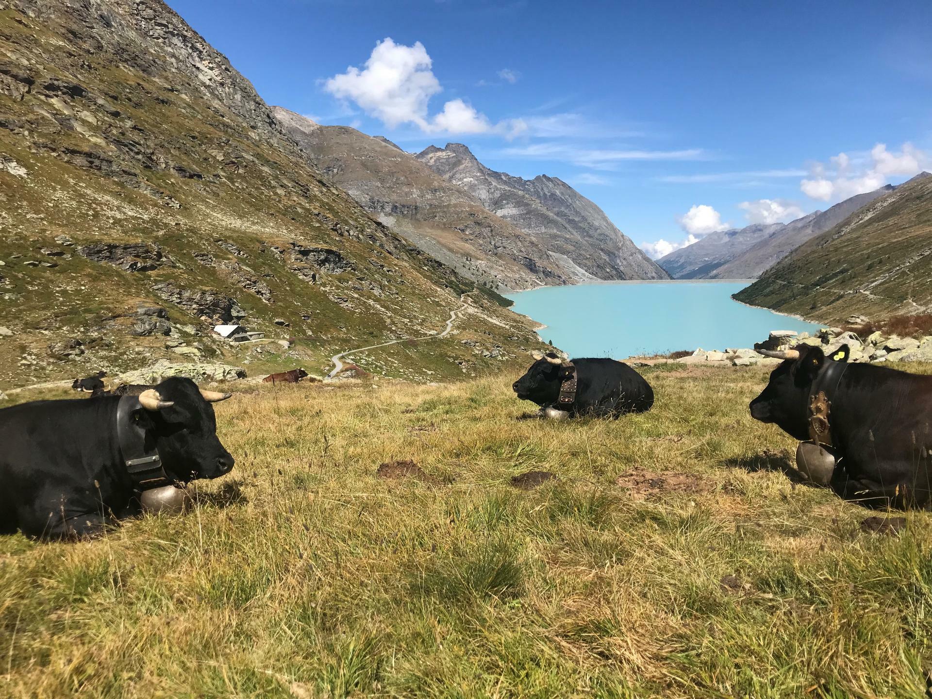 MonteRosa-2018@ØyvindUtby (2)