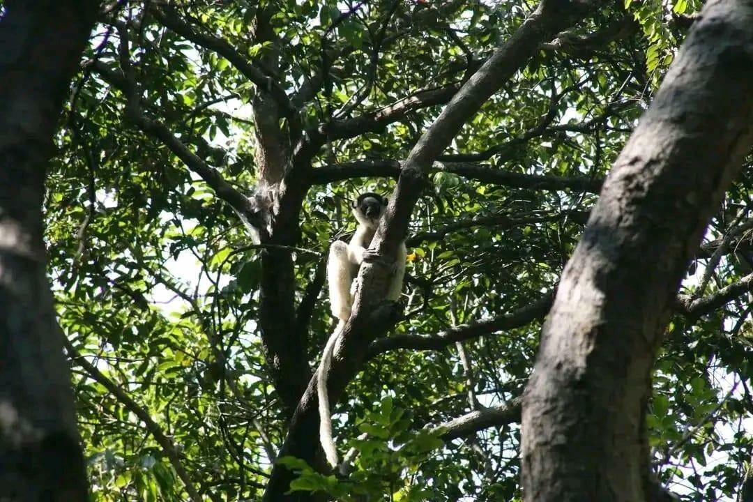 Madagaskar-2024@ComeToMadagaskar (5)