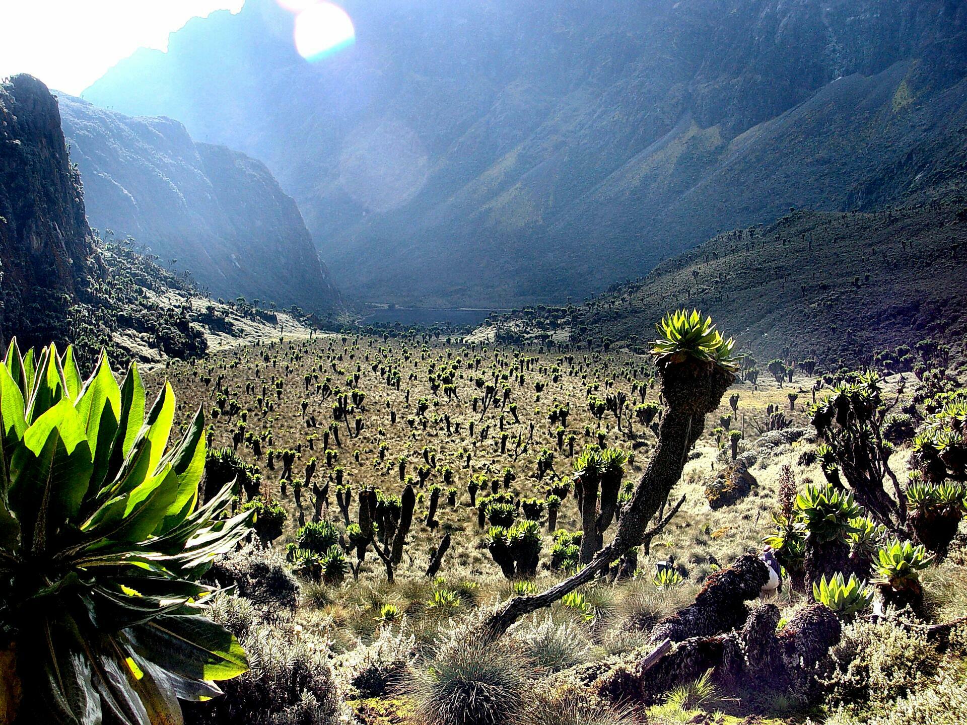 Rwenzori-2005@Ulf Amundsen (2)